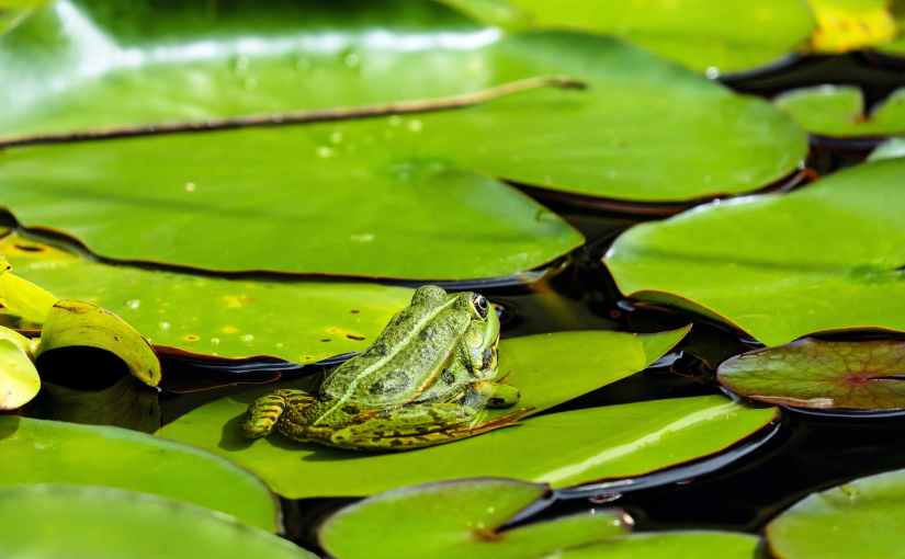 The Myth of the Frog in Boiling Water